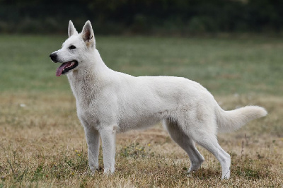 Étalon Berger Blanc Suisse - Urval des terres de skoll et hati