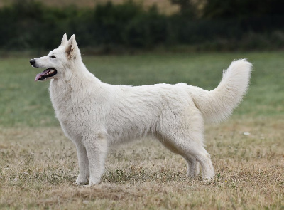 Étalon Berger Blanc Suisse - Torvi des terres de skoll et hati