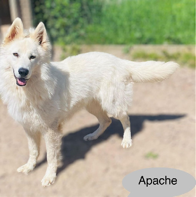 Étalon Berger Blanc Suisse - Apache Of Washita Ahow