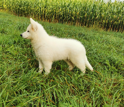 Étalon Berger Blanc Suisse - Versace limited edition du Domaine Des Pertins