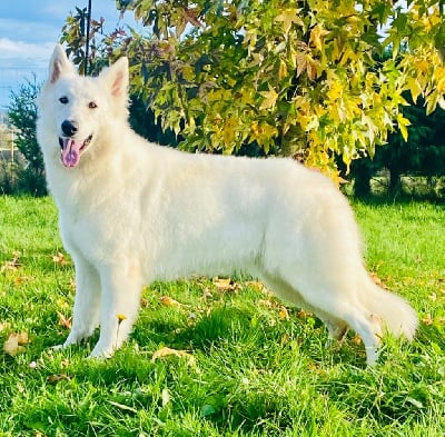 Étalon Berger Blanc Suisse - Tracy du Domaine de Criska