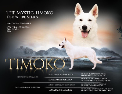 Étalon Berger Blanc Suisse - The mystic timoko der Weibe Stern