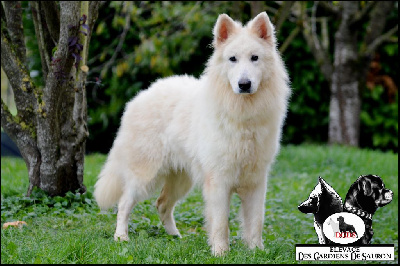 Étalon Berger Blanc Suisse - CH. Neo of ice wine