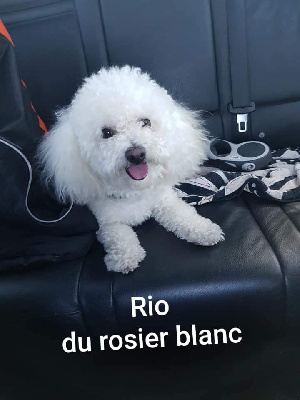 Étalon Bichon Frise - Rio du Rosier Blanc