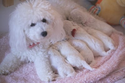 Étalon Bichon Frise - Tricotte de la Felhotte