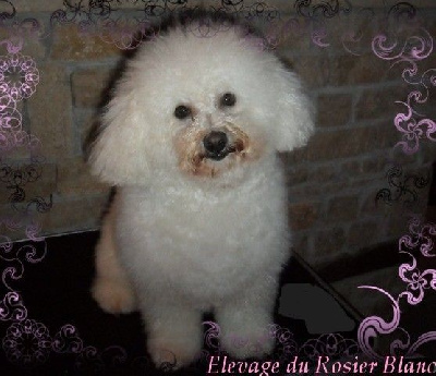 Étalon Bichon Frise - Uschka du Rosier Blanc