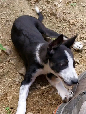 Étalon Border Collie - Vveed Gwreiddiau'r Ci Defaid