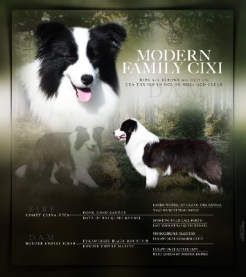 Étalon Border Collie - modern family Cixi