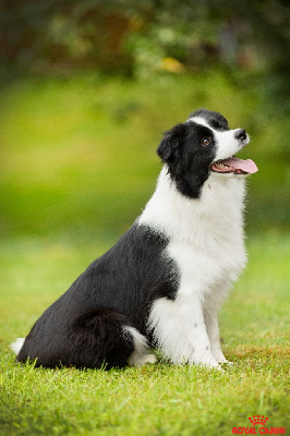 Étalon Border Collie - Unstoppable red earth Of Pacific Spirit