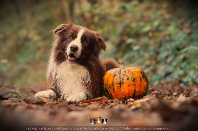 Étalon Border Collie - Urkan kleine draak van't vlassenhout