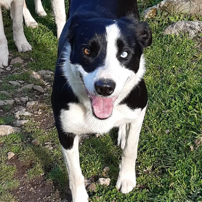 Étalon Border Collie - Gwreiddiau'r Ci Defaid Stella