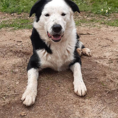 Étalon Border Collie - Roy (Sans Affixe)