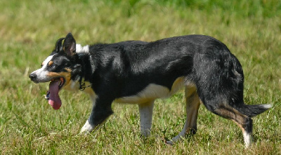 Étalon Border Collie - CH. Freebirch Ray