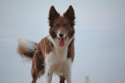 Étalon Border Collie - airland Death by chocolate - eily