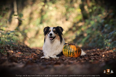 Étalon Border Collie - Slice Of Heaven Uston