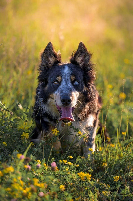 Étalon Border Collie - Mars du petit château suplicien