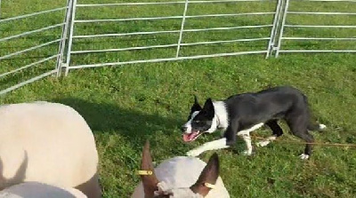 Étalon Border Collie - gwreiddiau Una