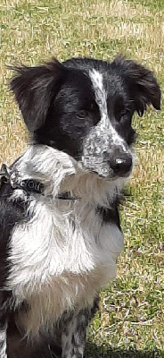 Étalon Border Collie - Ouifi De l'airial du bosque