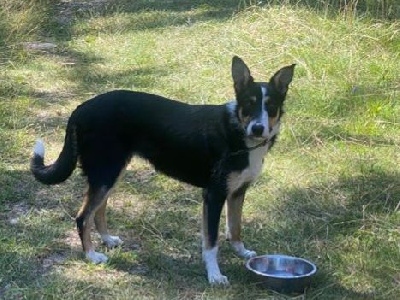 Étalon Border Collie - Telma (Sans Affixe)