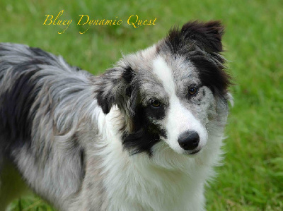 Étalon Border Collie - Bluey dynamic quest