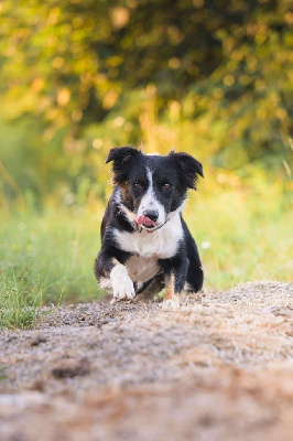 Étalon Border Collie - Tropique du Masque Noir de Vandrimare