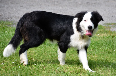 Étalon Border Collie - Vigo Of Pacific Spirit