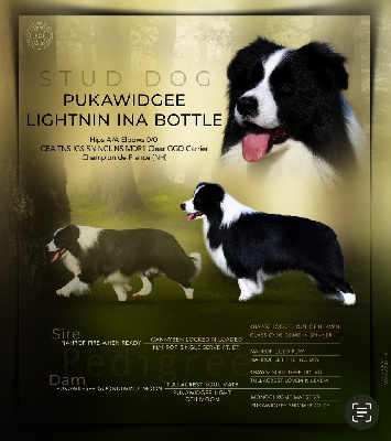 Étalon Border Collie - pukawidgee Lightnin ina bottle