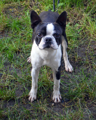 Étalon Boston Terrier - Ungaro de la Closerie Deval