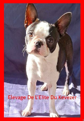 Étalon Boston Terrier - U' alana De L'Elite Du Kevezer