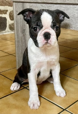 Étalon Boston Terrier - Tempête du manoir de la corbie