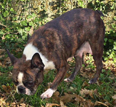 Étalon Boston Terrier - Sara-jolie Des Hauts Vallons Isérois