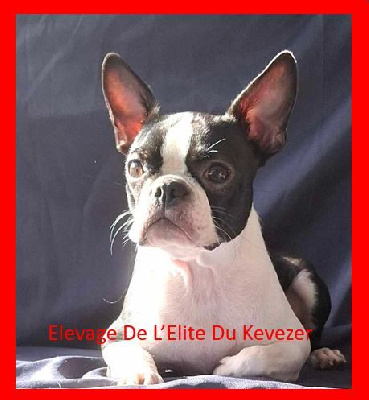 Étalon Boston Terrier - Ulicia De L'Elite Du Kevezer