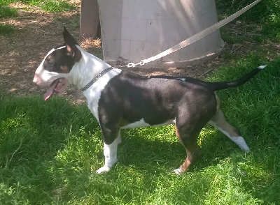 Étalon Bull Terrier - Bulletblanc Tyrex