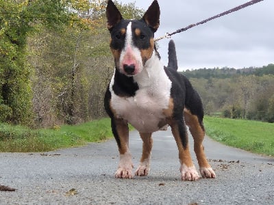 Étalon Bull Terrier Miniature - Triumph High Hill's Bull