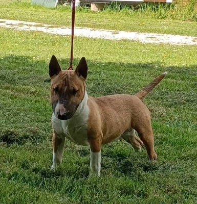 Étalon Bull Terrier Miniature - Dangerous passion z makdani