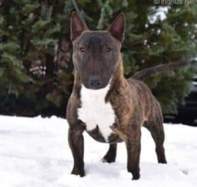 Étalon Bull Terrier Miniature - duvessa Manakei