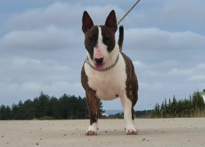 Étalon Bull Terrier Miniature - Taya De L'Eternel De Gaya 