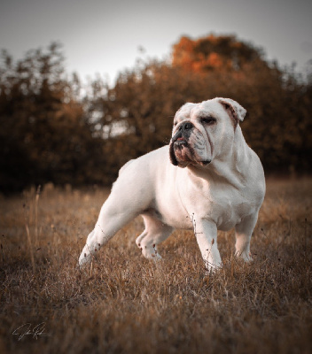 Étalon Bulldog Anglais - Toundra Des Petites Madeleines