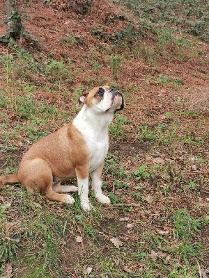 Étalon Bulldog continental - Valy Du Mazet D'Or