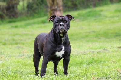 Étalon Bulldog continental - Through da storm Des Dieux De L'arène