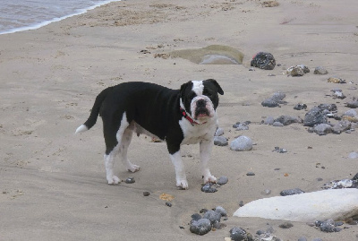 Étalon Bulldog continental - Saga Des Conti's Ador