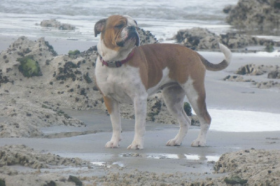 Étalon Bulldog continental - CH. Ucci De La Croix De Saint Benoit