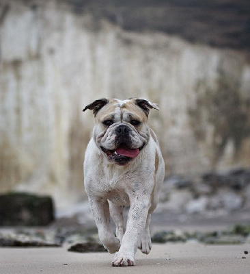 Étalon Bulldog continental - Scarlette Des Conti's Ador