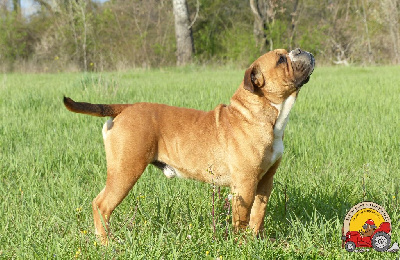 Étalon Bulldog continental - Nash Des sources sacrees