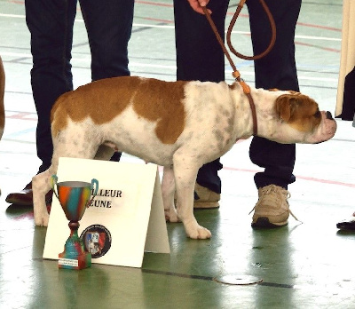 Étalon Bulldog continental - CH. Urielle De La Croix De Saint Benoit