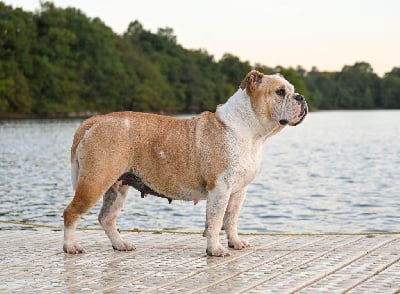 Étalon Bulldog continental - Pénélope des Ronins de l'aube rouge