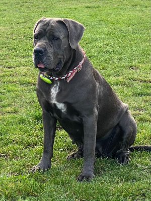 Étalon Cane Corso - Terra Des Trois Chevrons D'Or