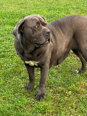 Étalon Cane Corso - Sienna (Sans Affixe)