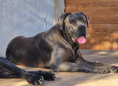 Étalon Cane Corso - Léda Des Seigneurs De Sparte