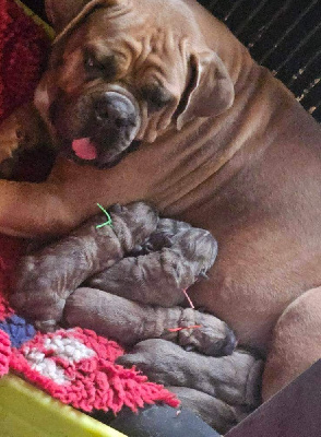 Étalon Cane Corso - Chouchou Des Gardiens De La Sirandale